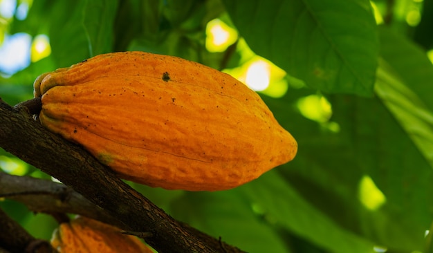 Kakao am Baum im Garten