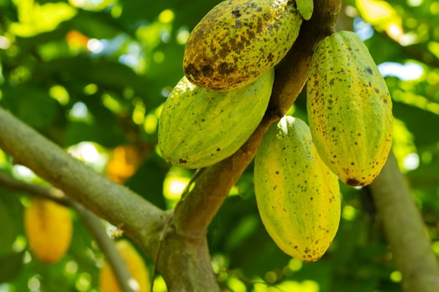 Kakao am Baum im Garten