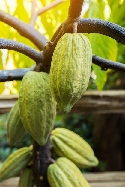 Kakaobaum Bio-Kakaofruchtschoten in der Natur