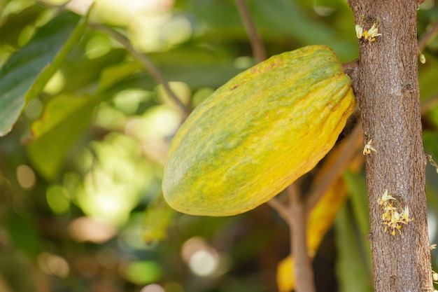 Kakaobaum (Theobroma cacao). Bio-Kakaofruchtschoten in der Natur. (Schokoladenbaum)