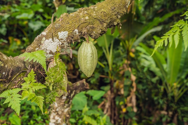 Kakaobaum Theobroma cacao. Bio-Kakaofruchtschoten in der Natur.