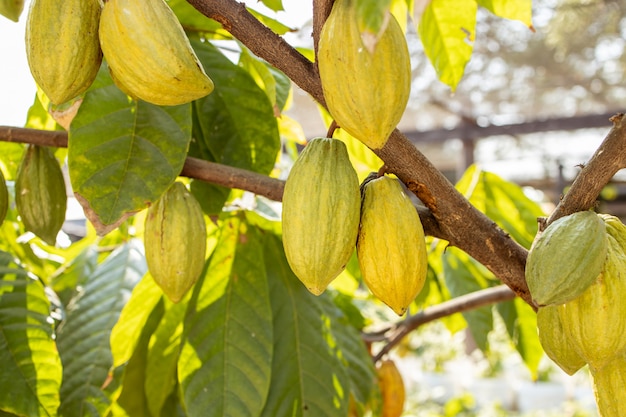 Kakaobaum (Theobroma cacao). Bio-Kakaofruchtschoten in der Natur.