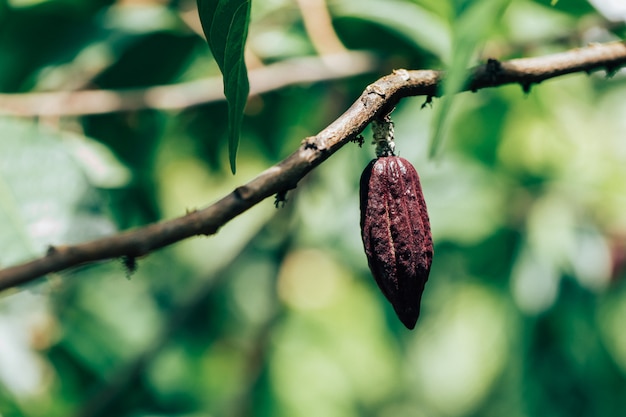 Kakaobaum (Theobroma cacao). Bio-Kakaofruchtschoten in der Natur.