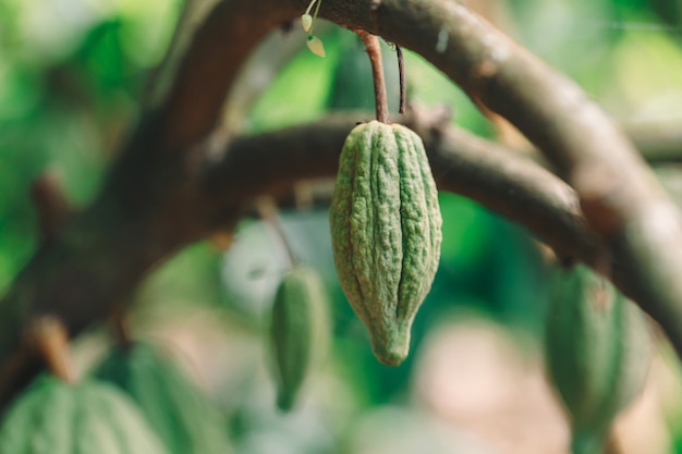 Kakaobaum (Theobroma cacao). Bio-Kakaofruchtschoten in der Natur.