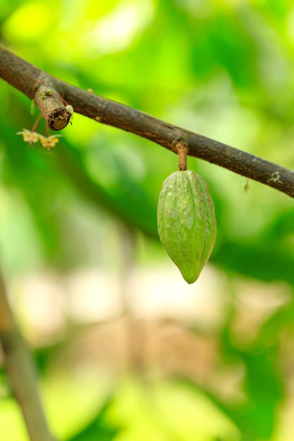 Kakaobaum (Theobroma cacao). Bio-Kakaofruchtschoten in der Natur.