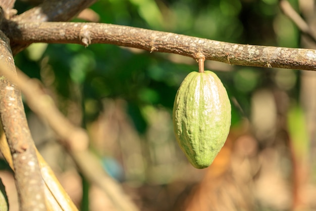 Kakaobaum (Theobroma cacao). Bio-Kakaofruchtschoten in der Natur.