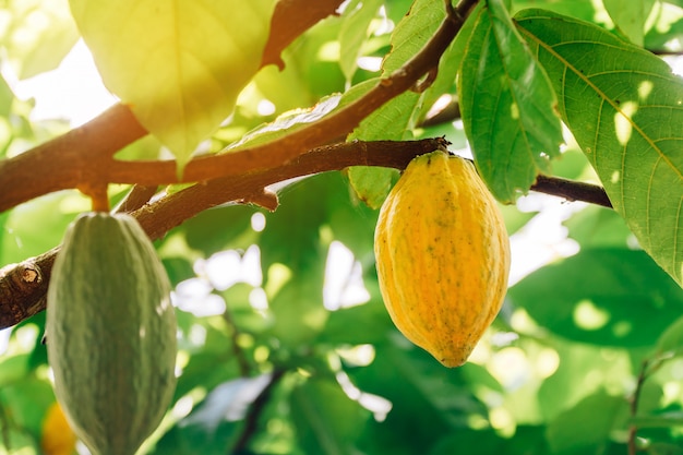 Kakaobaum (Theobroma cacao)