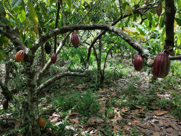 Kakaofrucht auf einer tropischen Kakaoplantage im Süden von Bahia Brasilien.