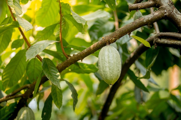 Foto kakaofrucht im baum