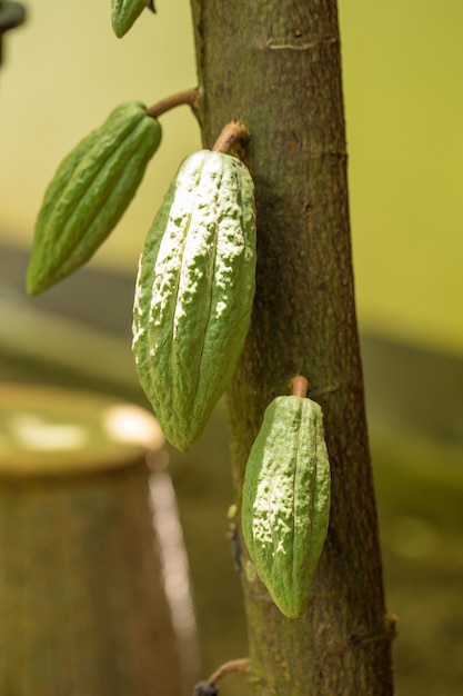 Kakaofrucht, rohe Kakaobohnen, Kakaohülse auf Baum