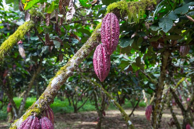 Kakaogarten