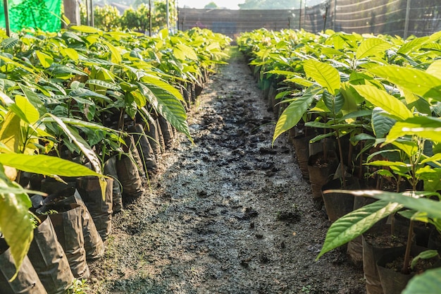 Kakaosetzlinge, die auf der Farm wachsen