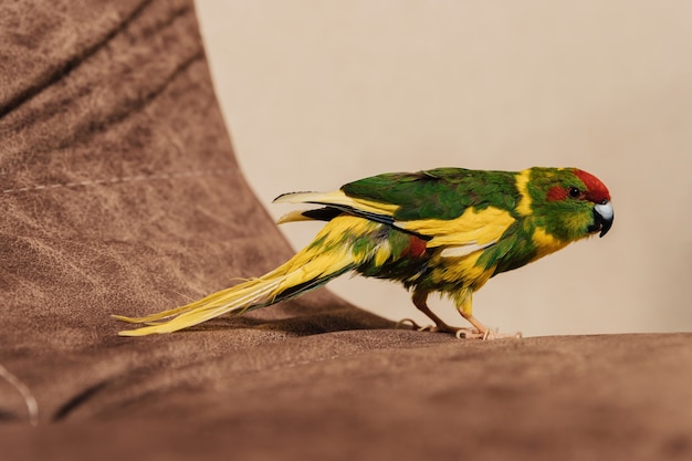 Kakariki. periquito de coroa vermelha. cianoramphus. papagaio em casa na beira do sofá.