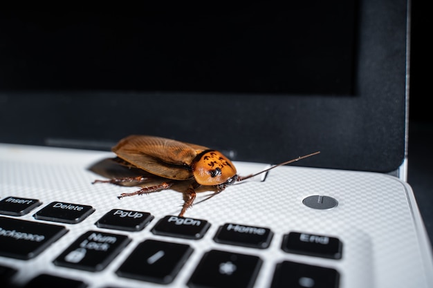 Kakerlake auf Tastatur Laptop oder Notebook, Nahaufnahme von oben.