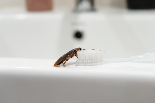 Kakerlake im Badezimmer auf dem Waschbecken. Das Problem mit Insekten.