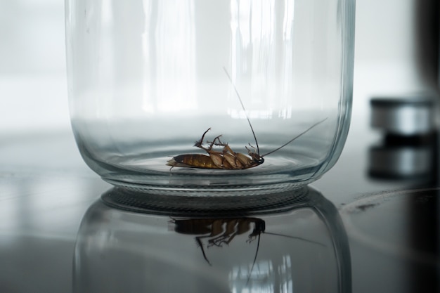 Kakerlake in einem glas in der küche