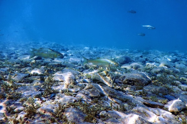 Foto kakerlakenfische im natürlichen lebensraum süßwasserfische