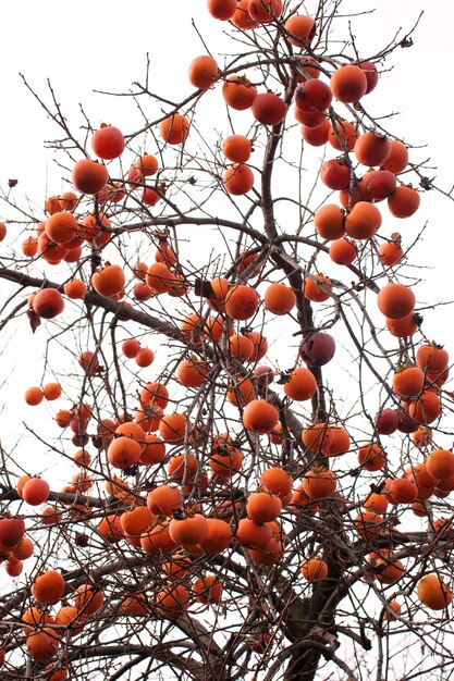 Kaki auf dem Baum