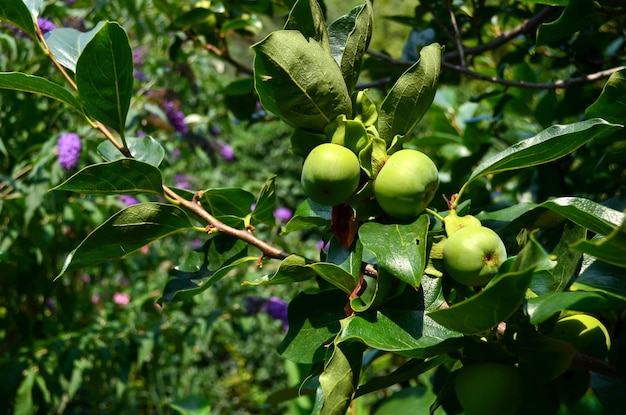 Kaki-Früchte auf einem Ast Unreife Früchte Gartenarbeit