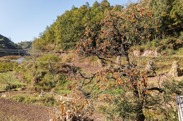 Kakibaum im Herbst reife Kaki auf einem Baum in den Bergen von China