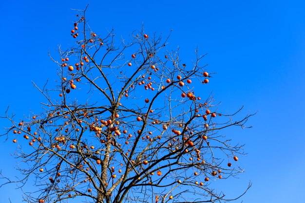Kakifrüchte auf den Ästen gegen den blauen Himmel