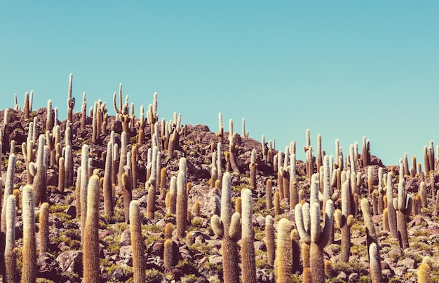 Foto kakteen auf dem bolivianischen altiplano