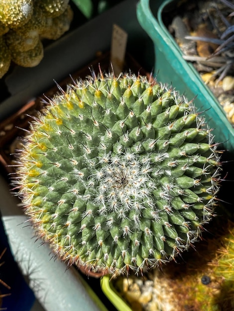 Kakteen Draufsicht Makro Hintergrund