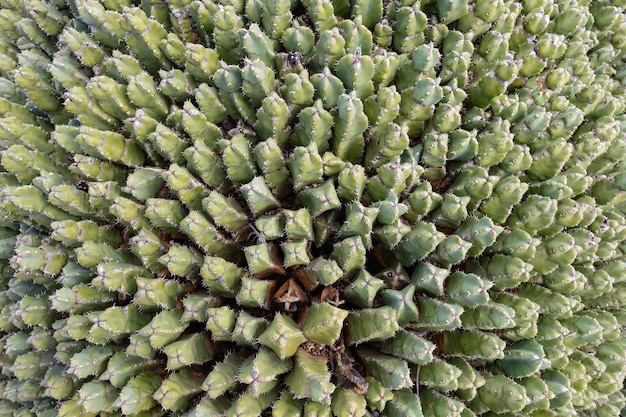 Kakteen in einem Kakteengarten in Antigua, Fuerteventura, Kanarische Inseln