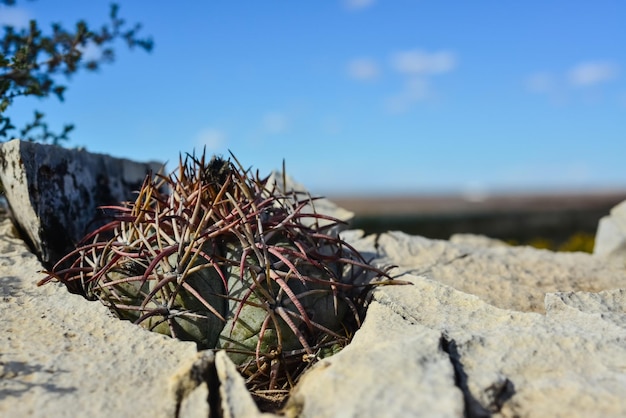 Kakteen New Mexico Eagle Krallen Turk's Head Devil's Head Echinocactus horizontalalonius in einer Steinwüste in New Mexico USA