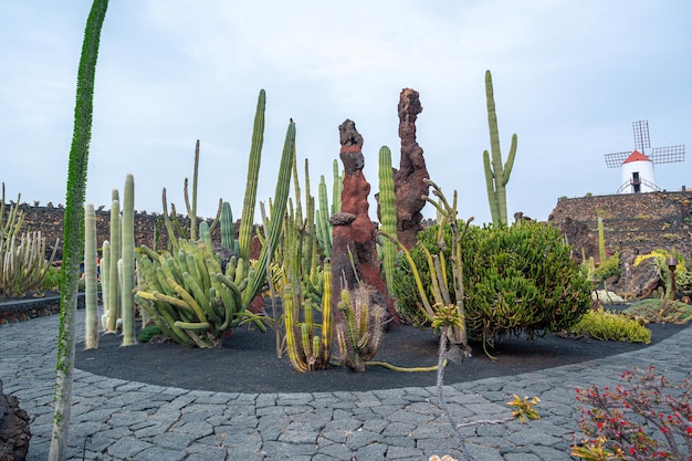 Kakteengarten Lanzarote Kanarische Inseln Spanien