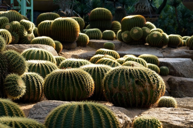 Kakteengarten Verschiedene Kakteenarten