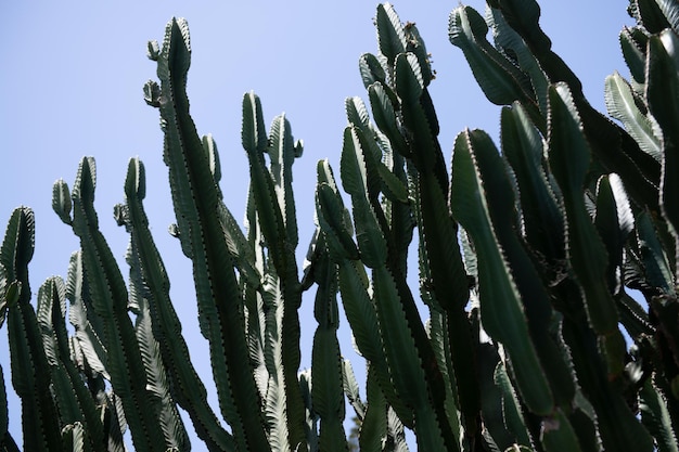 Kakteenhintergrund, Kakteendesign oder Cactaceae-Muster.