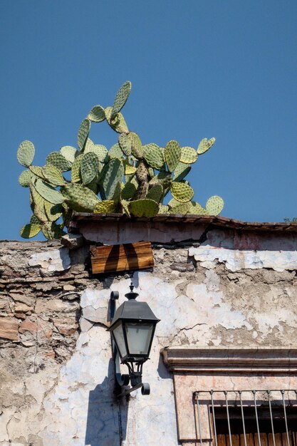 Kakteenpflanze wächst an einer Wand in einer mexikanischen Stadt Queretaro