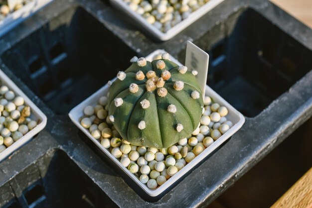 Kaktus Astrophytum asterias Kaktus ist eine Wüstenpflanze und beliebte Zimmerpflanze