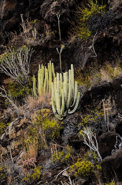 Kaktus auf dem basaltischen Vulkanberg