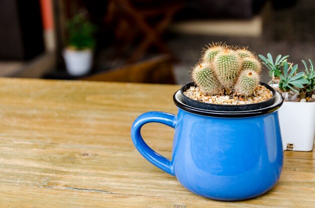 Kaktus auf dem Holztisch im Café