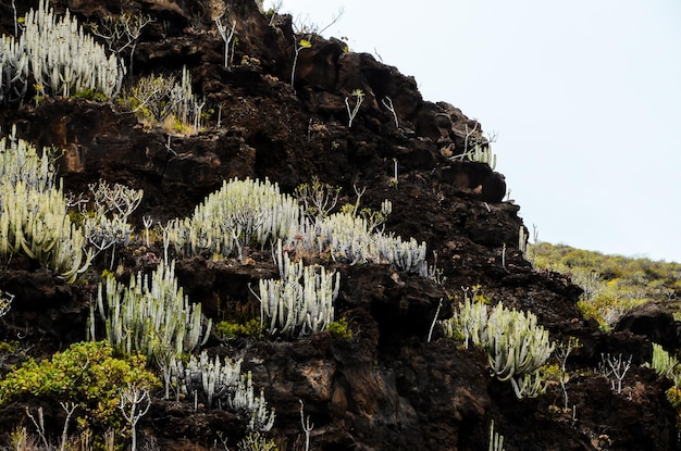 Kaktus auf dem schwarzen basaltischen Vulkanberg auf der Kanarischen Insel El Hierro