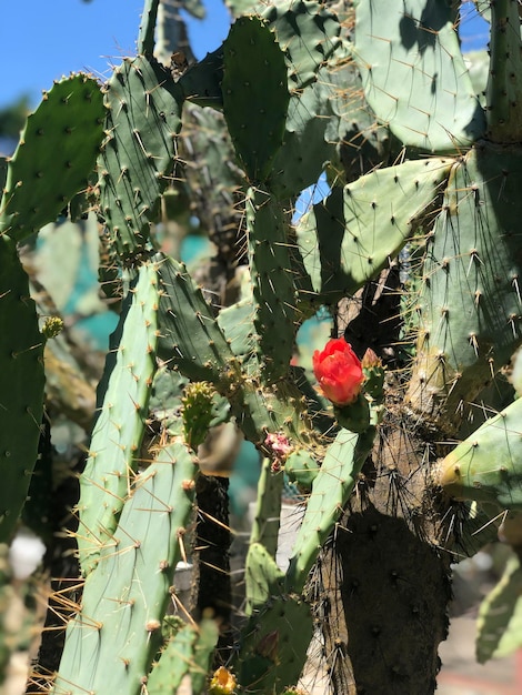 Kaktus botanische Blume