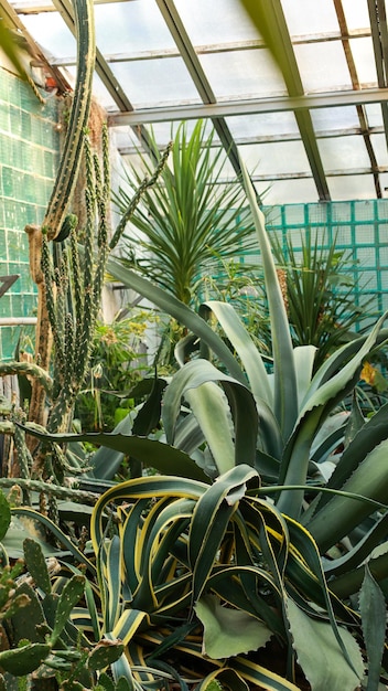 Foto kaktus cardon im gewächshaus des botanischen gartens