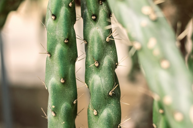 Kaktus der Spitze an einer Tageszeit.