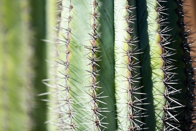Kaktus gespickt Nahaufnahme Kaktus backdround Kakteen oder Cactaceae Muster