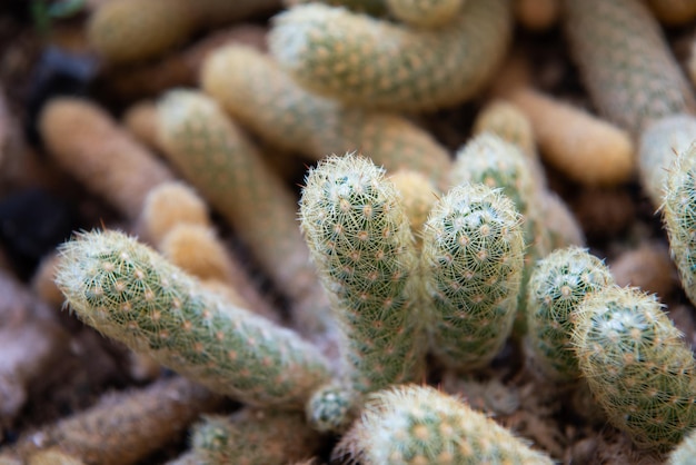 Kaktus Gymno Gymnocalycium und Kaktusblumen im Kaktusgarten in vielen Größen und Farben