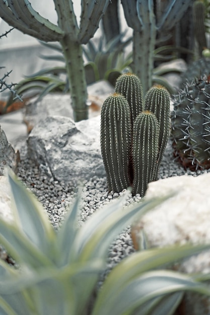 Kaktus hautnah mit unscharfem Hintergrund
