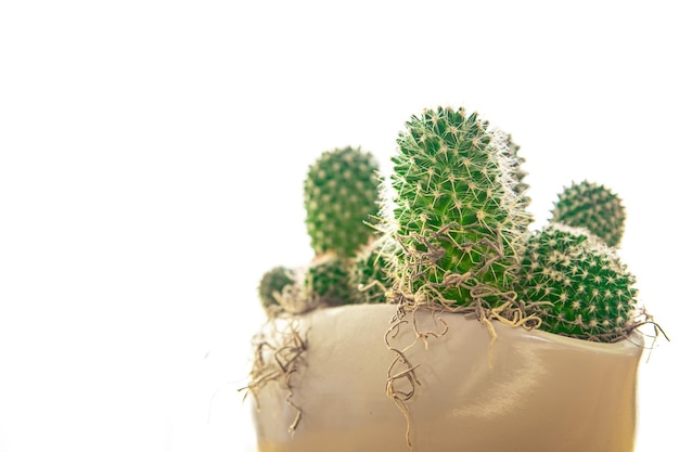 Kaktus heimische Pflanze dornige Sukkulenten immergrüne Innenblume im Blumentopf Kopierraum Flora