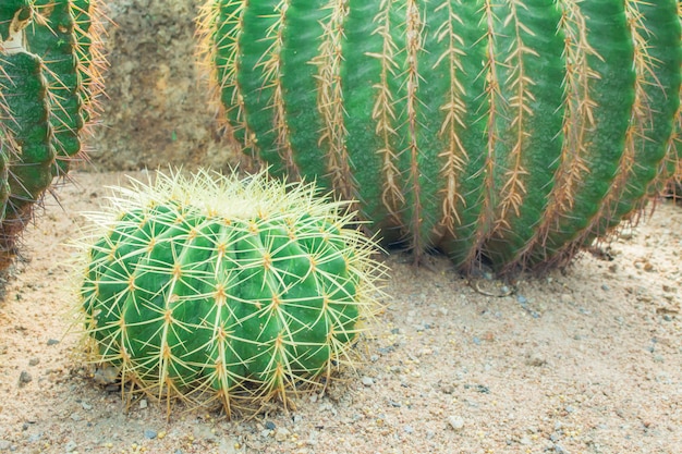 Kaktus im Garten.