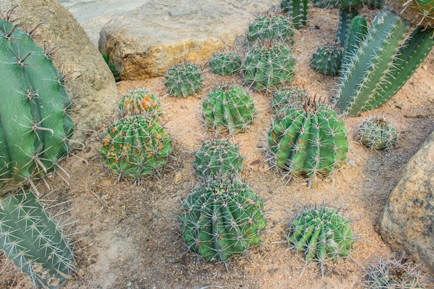 Kaktus im Garten.