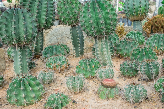 Kaktus im Garten.