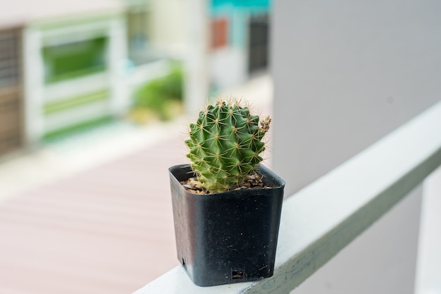 Kaktus im Minitopf auf der runden Terrasse im Haus stellen