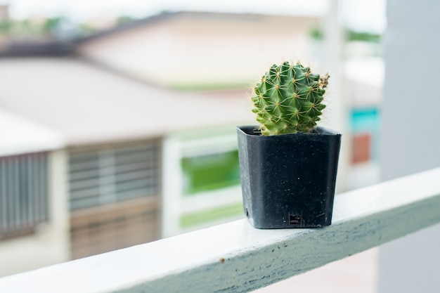 Kaktus im Minitopf auf der runden Terrasse im Haus stellen