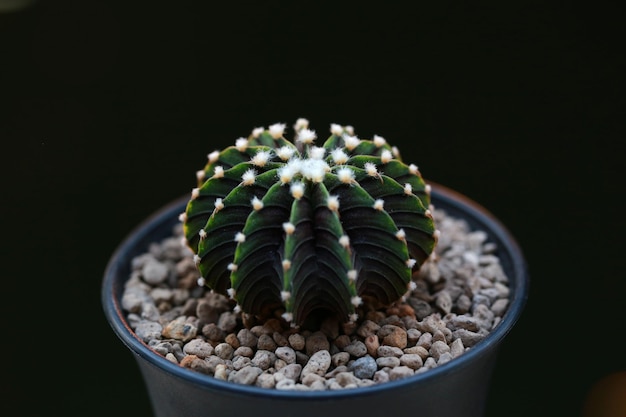 Kaktus im Topf für dekorieren Garten Vintage-Stil Bild Bild hat geringe Schärfentiefe Gymnocalycium